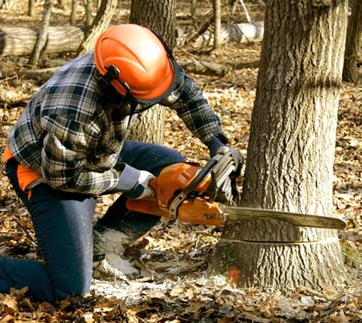 Tree Removal in Gerton, NC